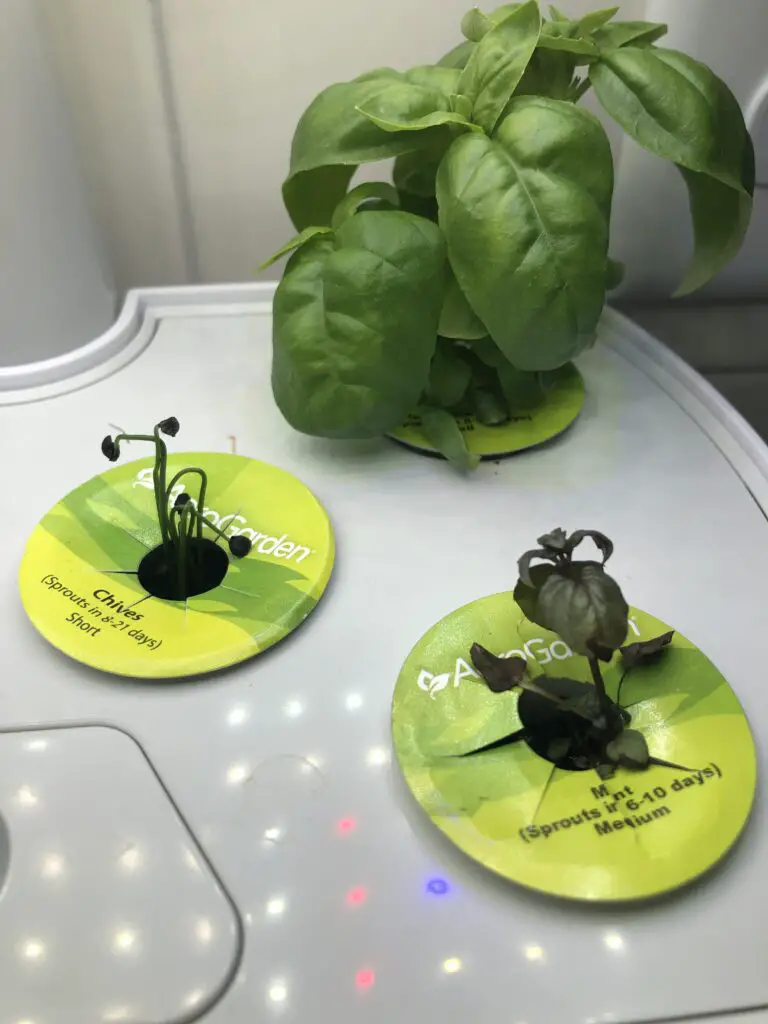 Why Are My Aerogarden Mint Leaves Turning Brown?