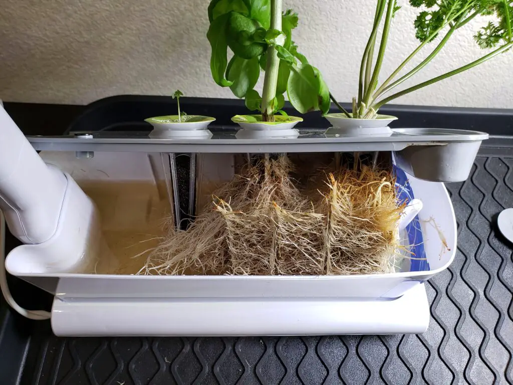 cleaning your aerogarden