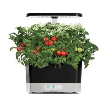 growing-cherry-tomatoes-in-aerogarden-harvest-model