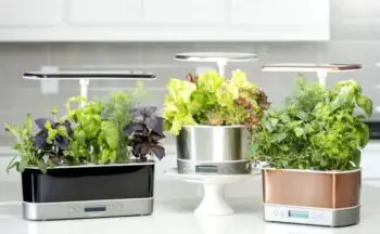 Can You Grow Anything In Your Aerogarden