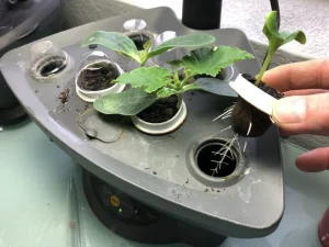 Transplanting Aerogarden plants 