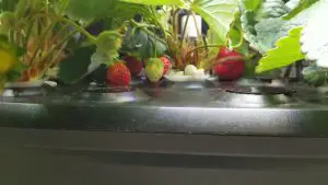 Aerogarden strawberries growing