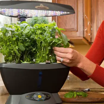 The Best Solutions To 21 Aerogarden Plant Problems You Might Encounter